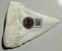 Richard Dreyfuss Signed Shark Tooth (Jaws) - Beckett COA #02
