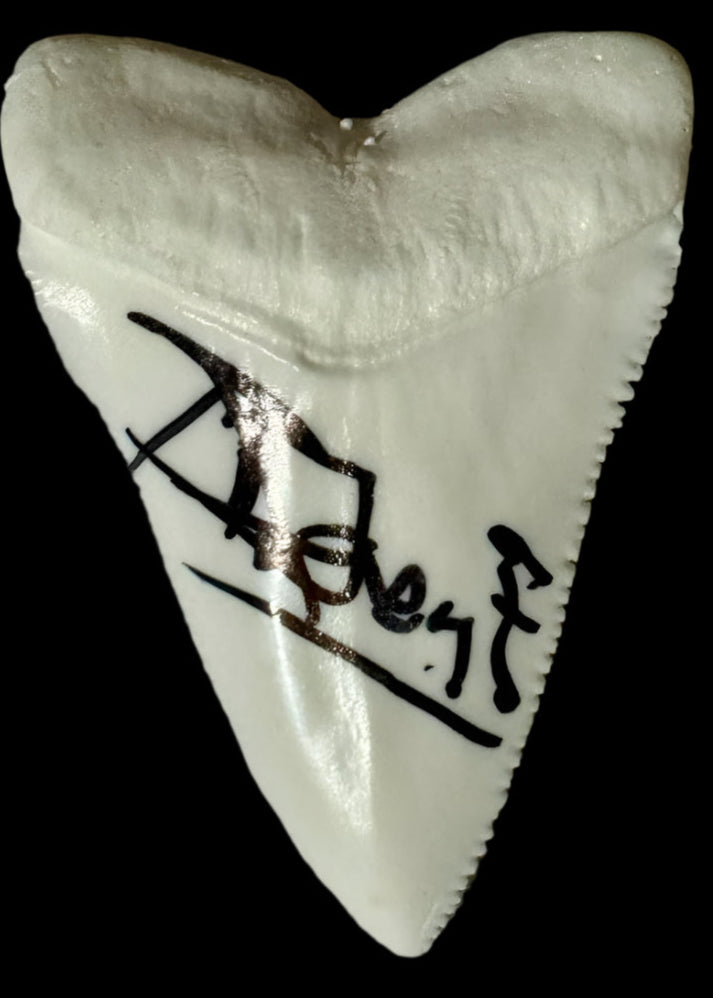 Richard Dreyfuss Signed Shark Tooth (Jaws) - Beckett COA #01
