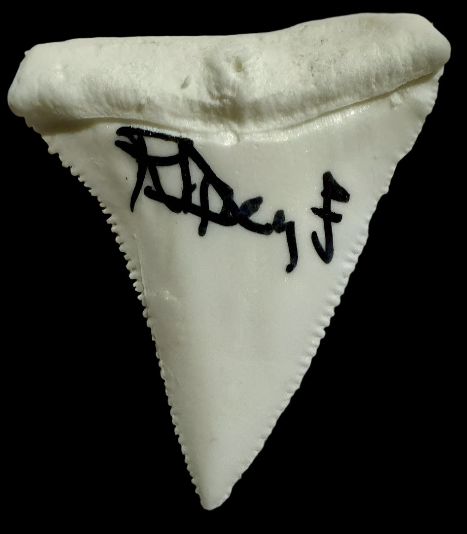 Richard Dreyfuss Signed Shark Tooth (Jaws) - Beckett COA #02