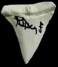 Richard Dreyfuss Signed Shark Tooth (Jaws) - Beckett COA #02
